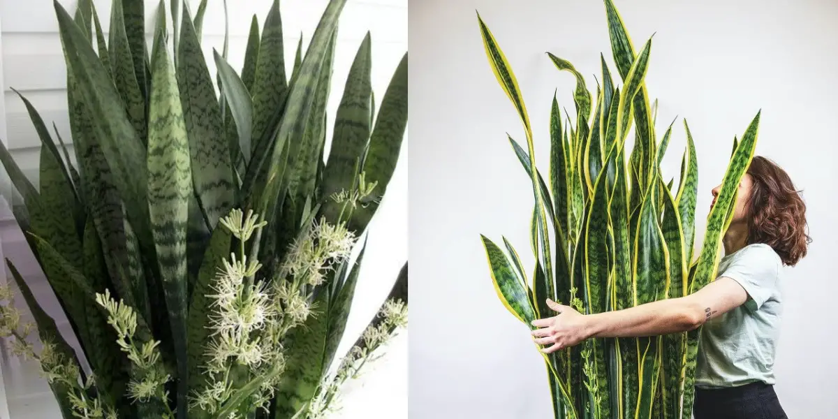 Planta lengua de suegra Cómo hacer que florezca y su aroma dure mas