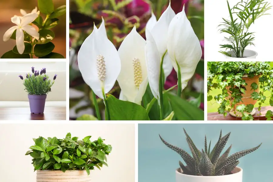 7 Plantas para decorar tu dormitorio y además alejan las pesadillas