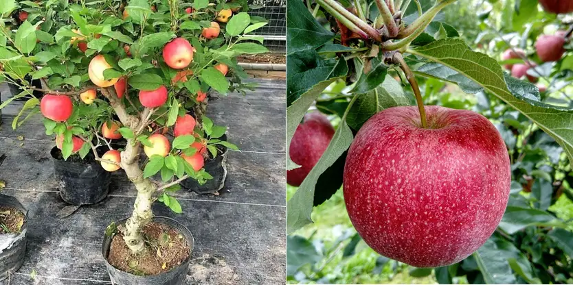 Cualquier válvula Numérico Cómo plantar manzana en maceta - Comidas argentinas