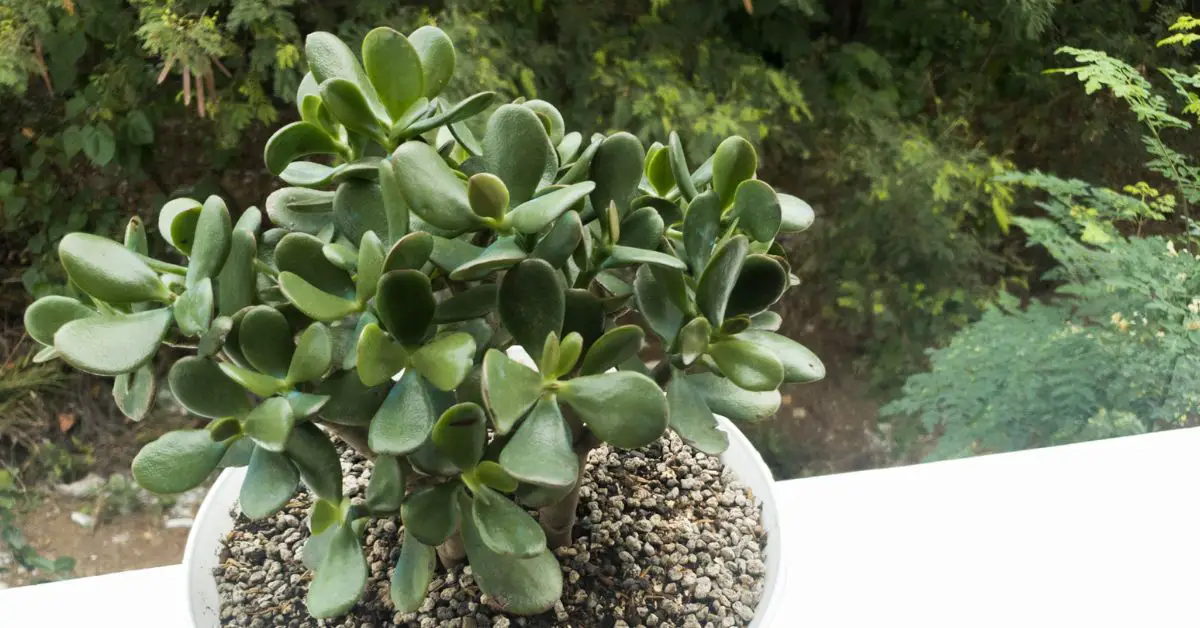 Esta es la mejor manera de hacer que florezca tu flor de Jade - Comidas  argentinas