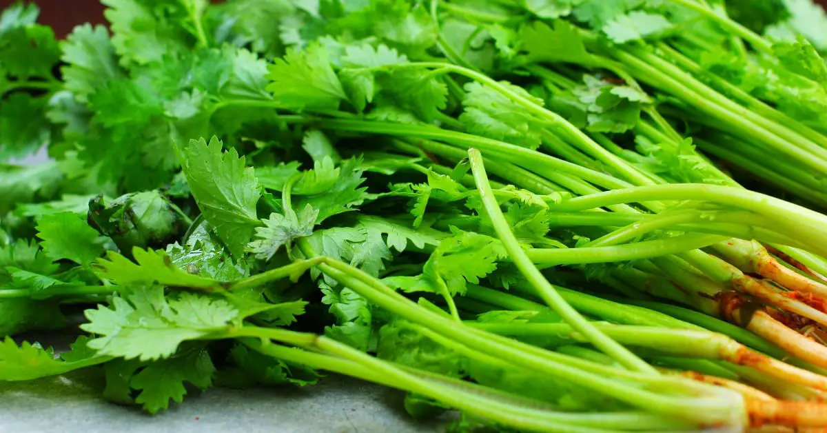 Cómo mantener el cilantro fresco por mas tiempo