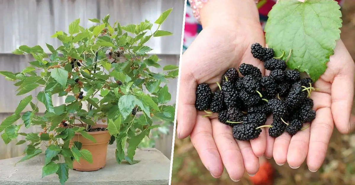 In this article we explain how to grow a black mulberry tree in pots at home. In ancient times it was a real dessert!