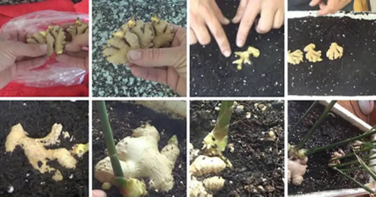 Si quieres cultivar jengibre en maceta en casa entonces echa un vistazo a este artículo porque te traemos un truco con excelente resultado