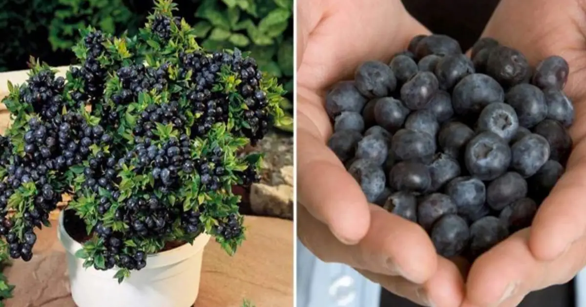 Si consumes este alimento con frecuencia aquí te vamos a explicar todo lo que necesitas hacer para cultivar arándanos en una olla