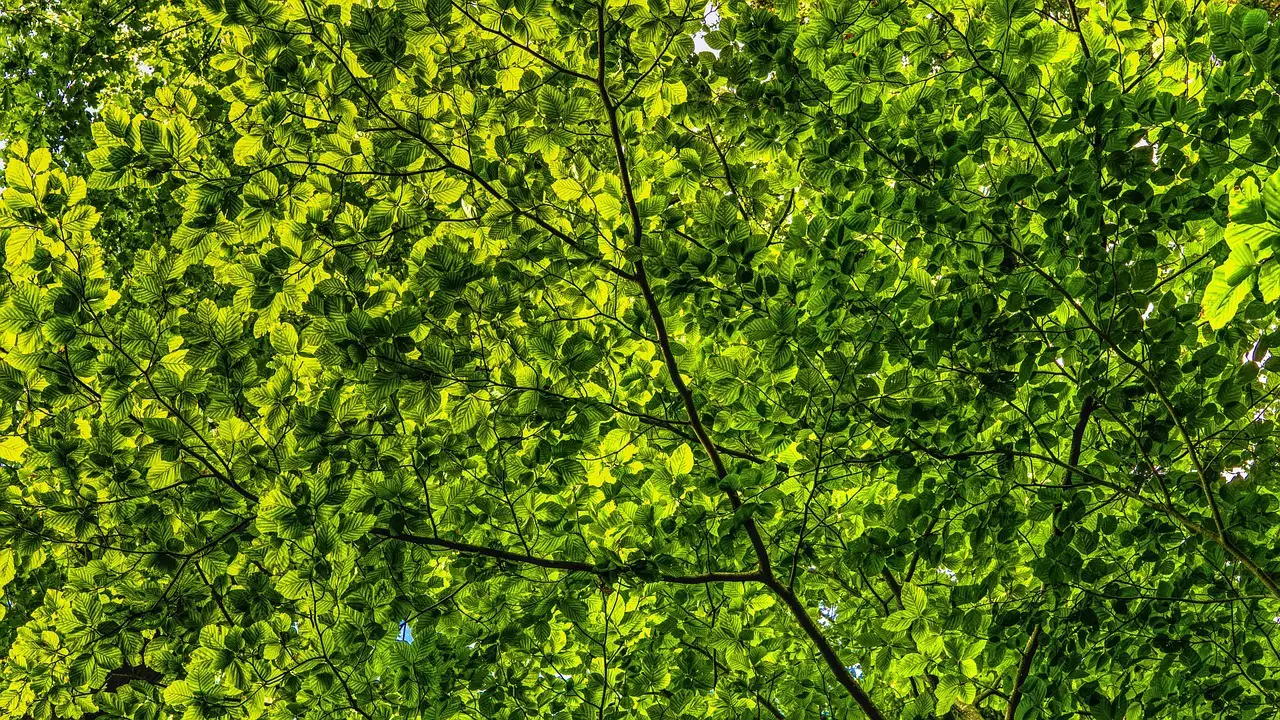 Pollo con tonos verdes: qué significa esa coloración y cuándo es realmente peligrosa